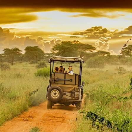 Safari Adventures